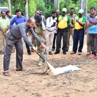 Safely putting back a Cobra assisted by David Maran